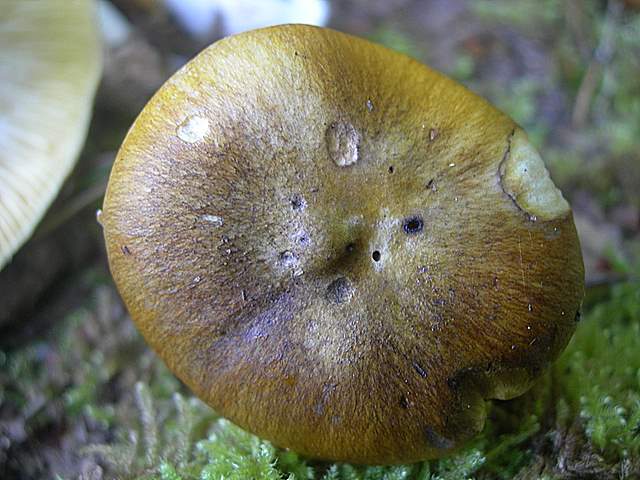 Tricholoma clavocystis